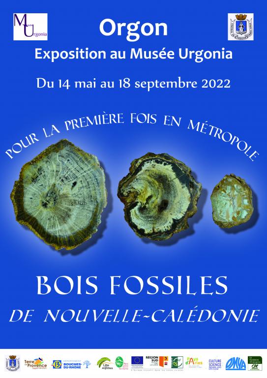 Bois fossiles de Nouvelles Calédonie