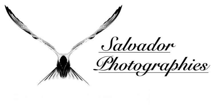 logo-salvador-photographie